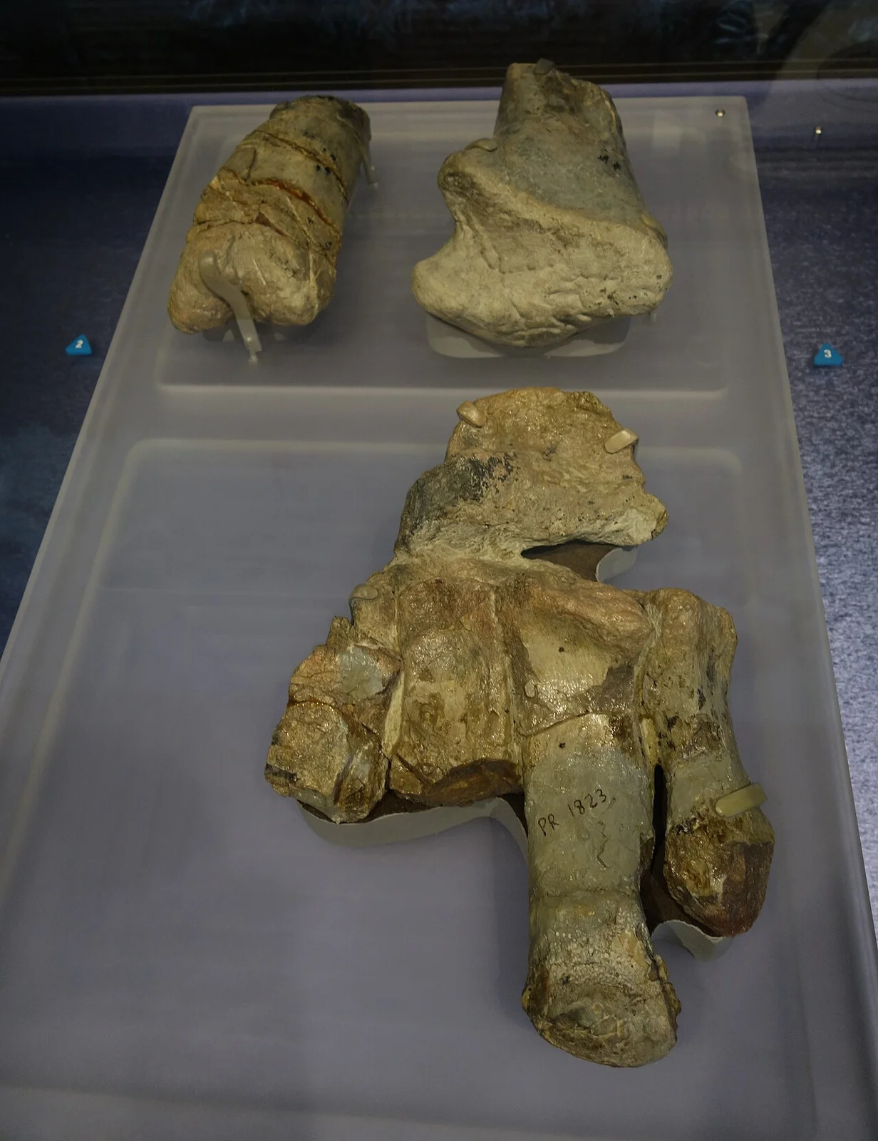 Glacialisaurus hammeri