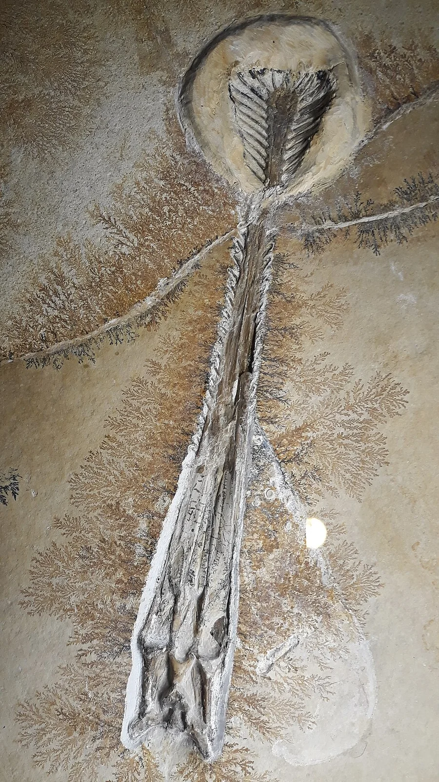 Gnathosaurus subulatus