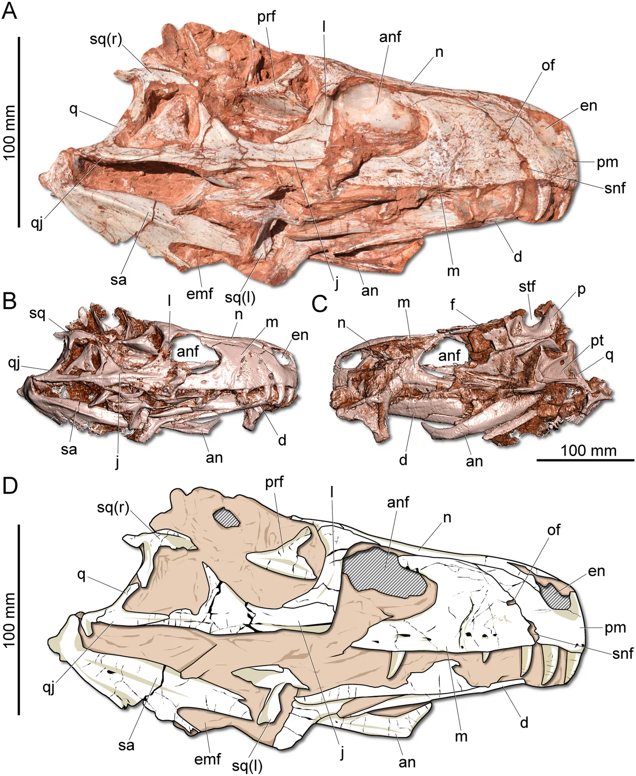 Gnathovorax cabreirai