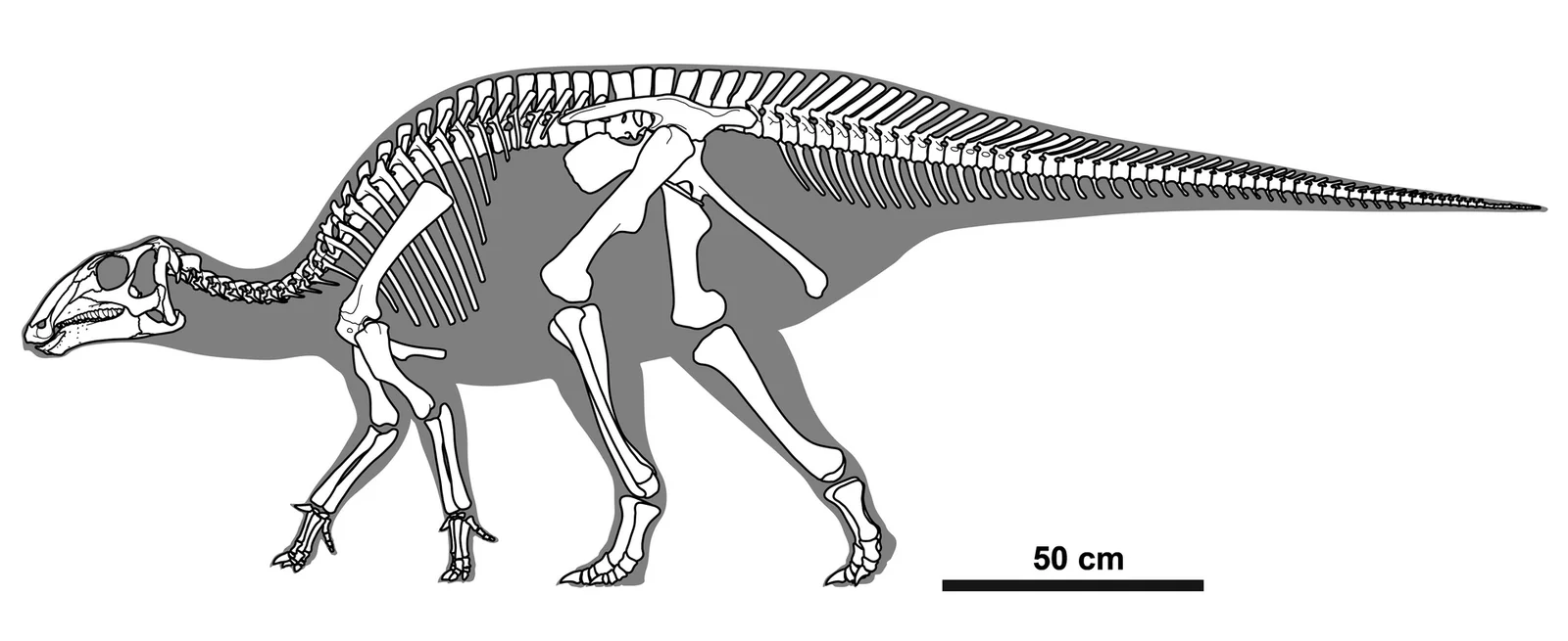 Gobihadros mongoliensis