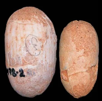 Gobioolithus maior