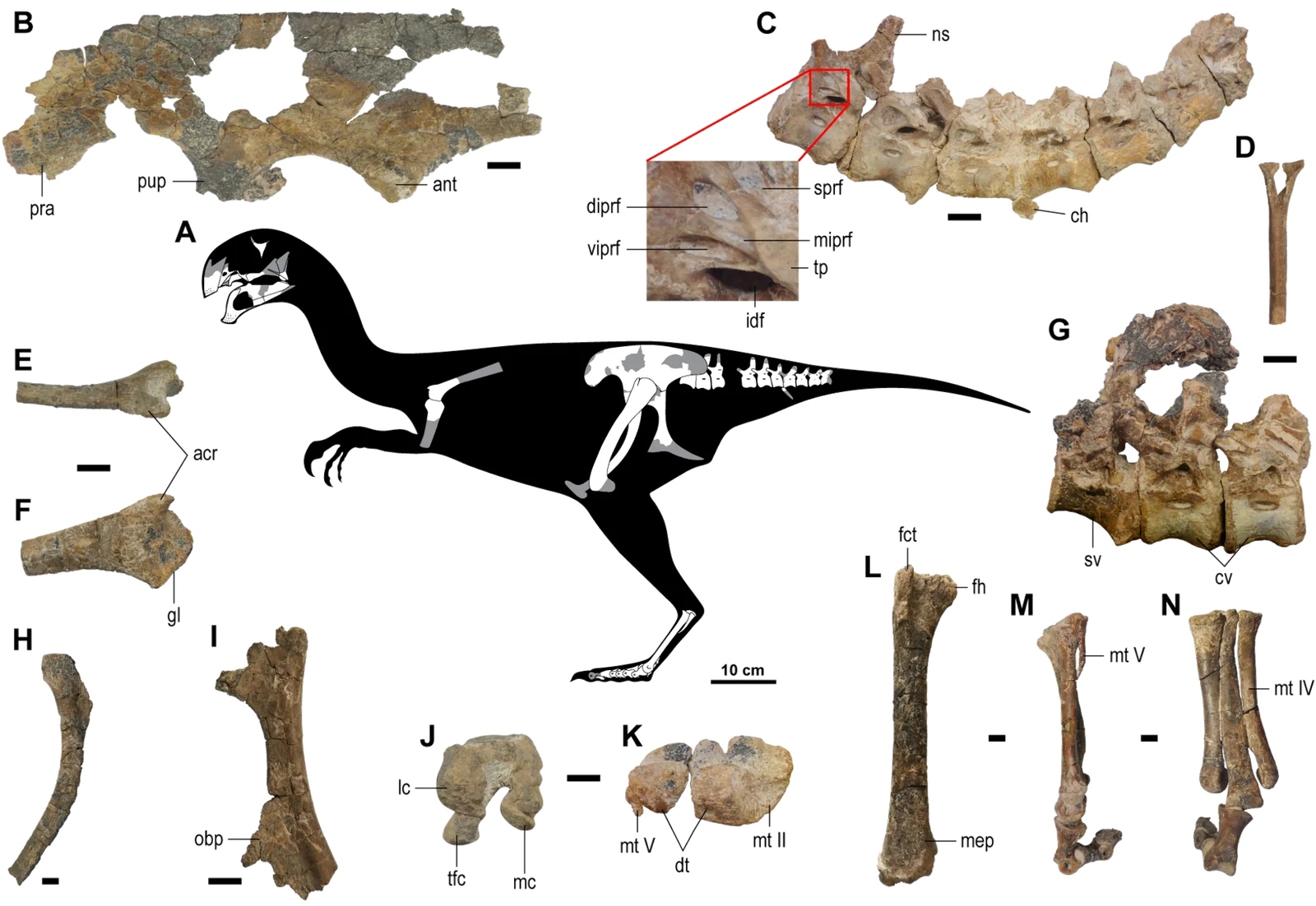 Gobiraptor minutus