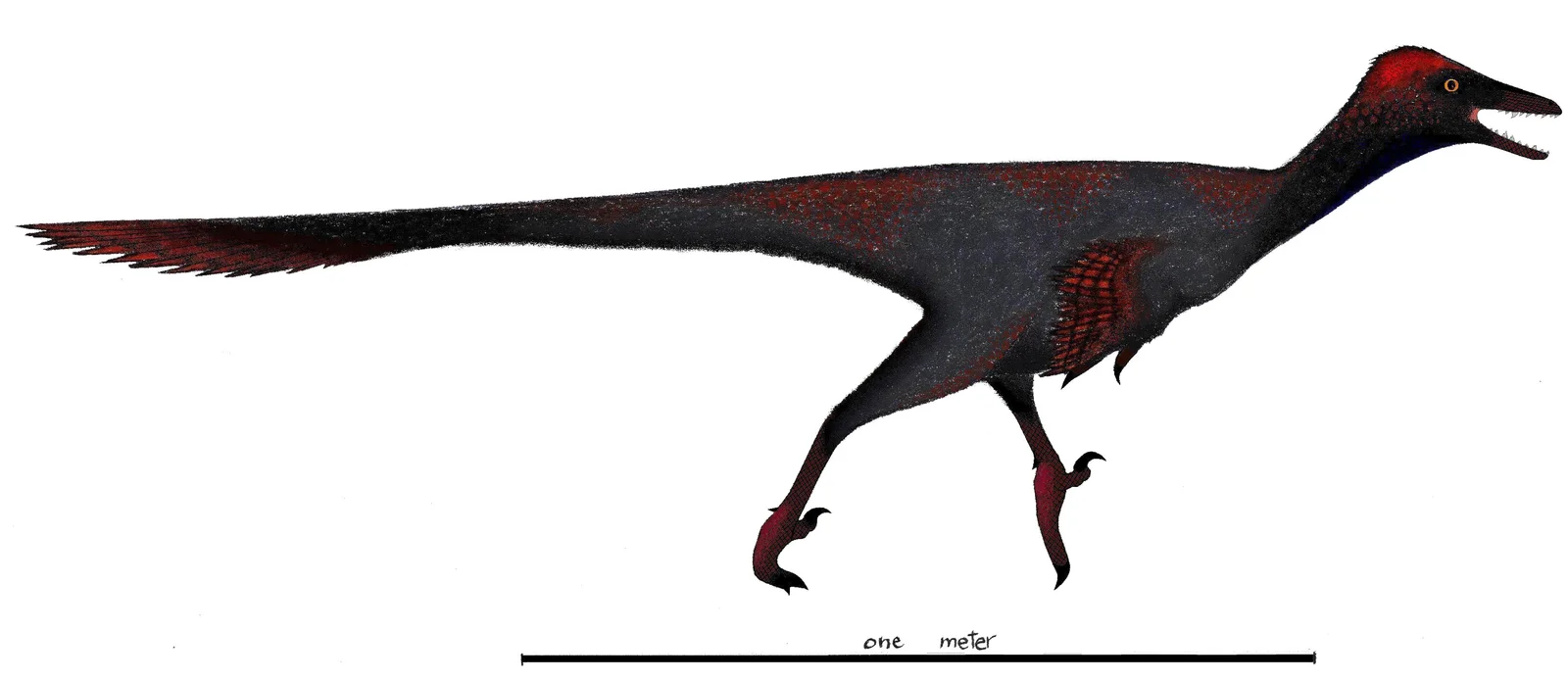 Gobivenator mongoliensis