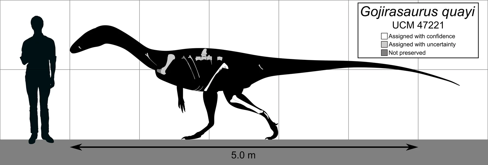 Gojirasaurus quayi