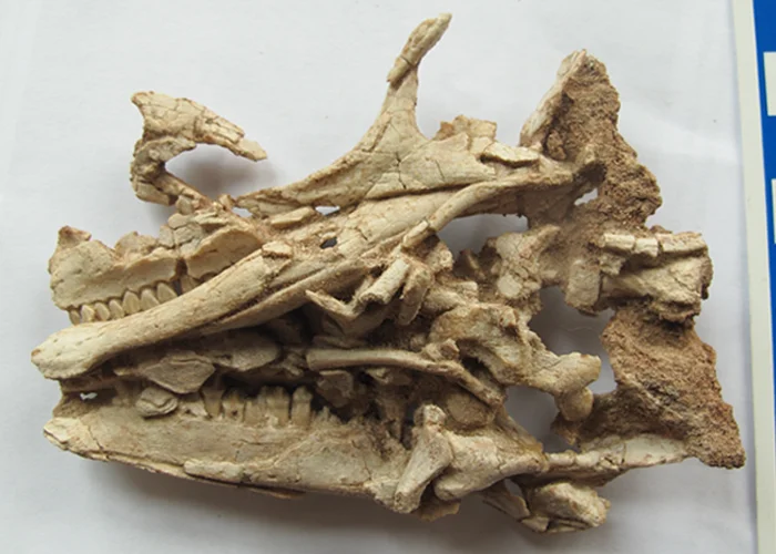 Gongbusaurus shiyii
