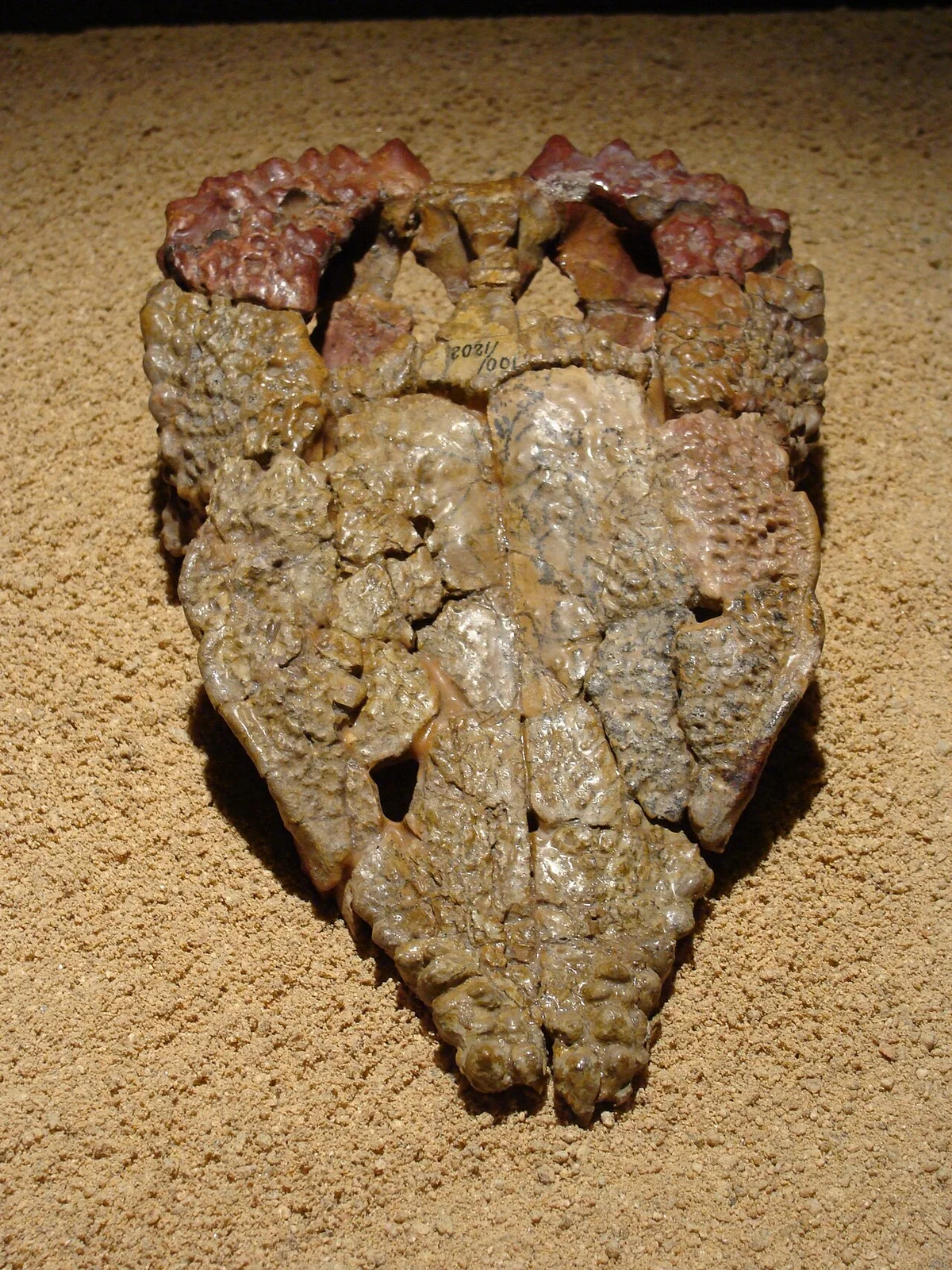 Goyocephale lattimorei