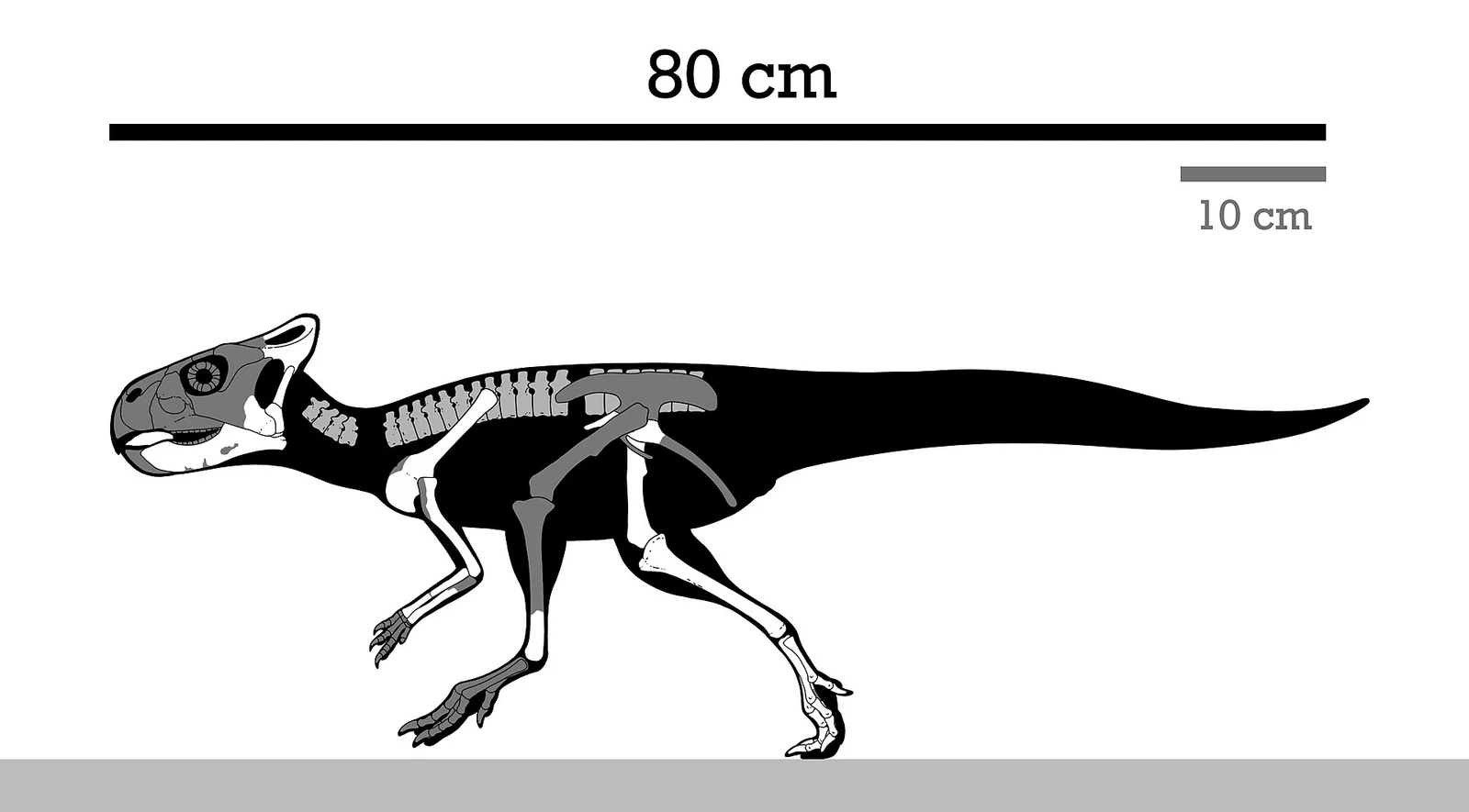 Graciliceratops mongoliensis