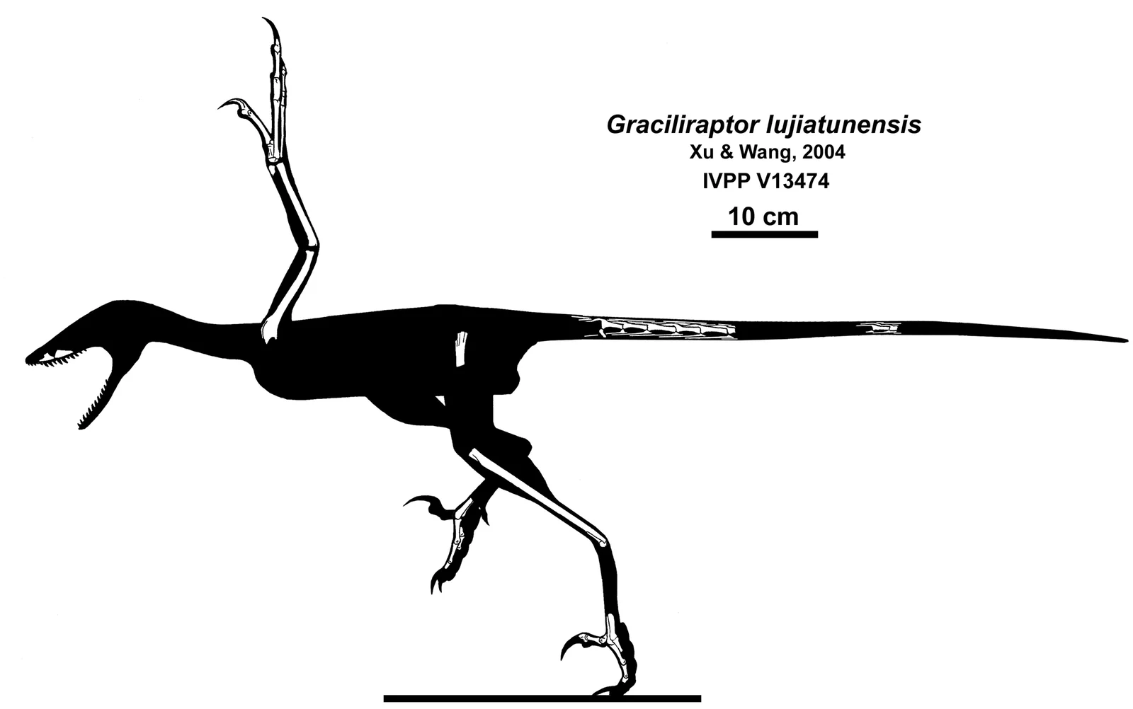 Graciliraptor lujiatunensis