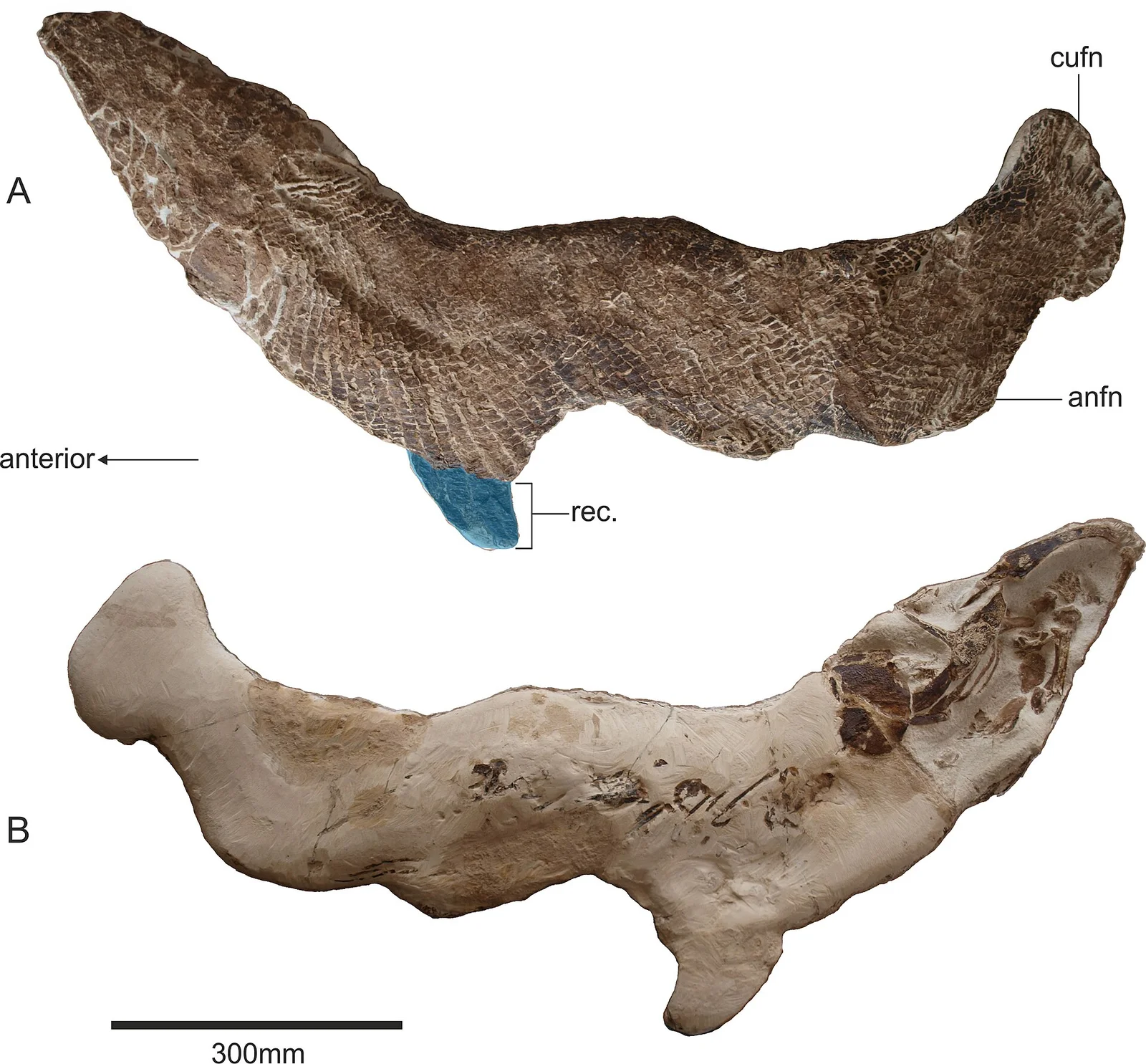 Grandemarinus gherisensis