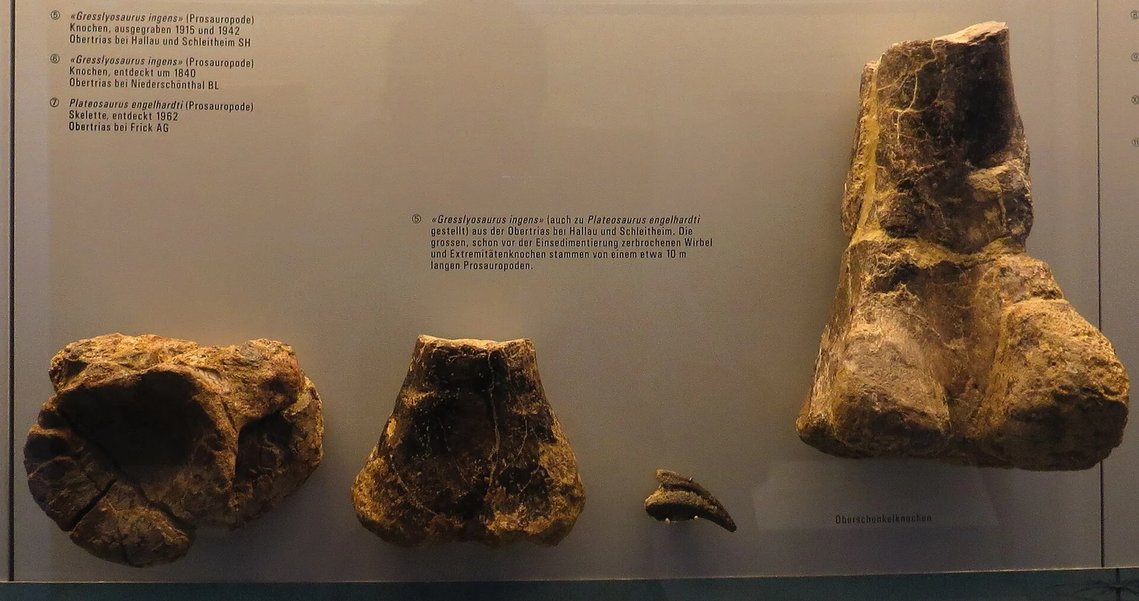 Gresslyosaurus ingens