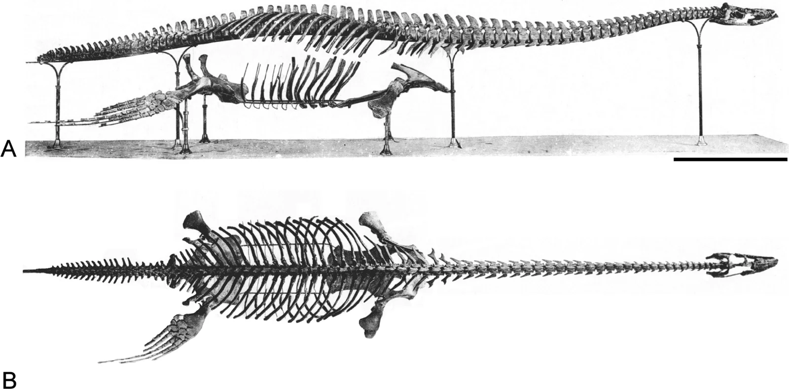 Gronausaurus wegneri