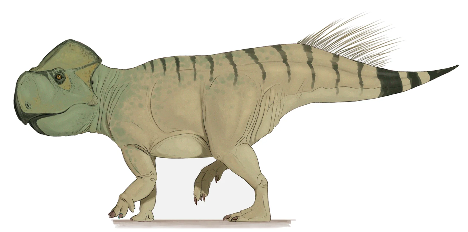 Gryphoceratops morrisoni