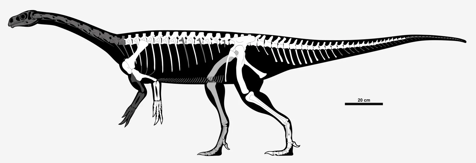 Guaibasaurus candelariensis