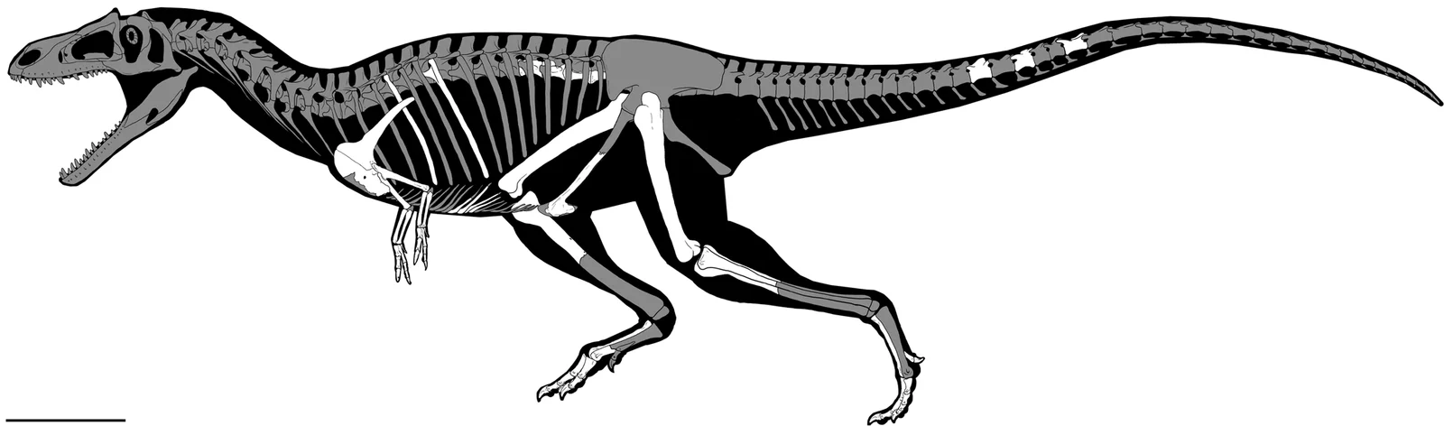 Gualicho shinyae