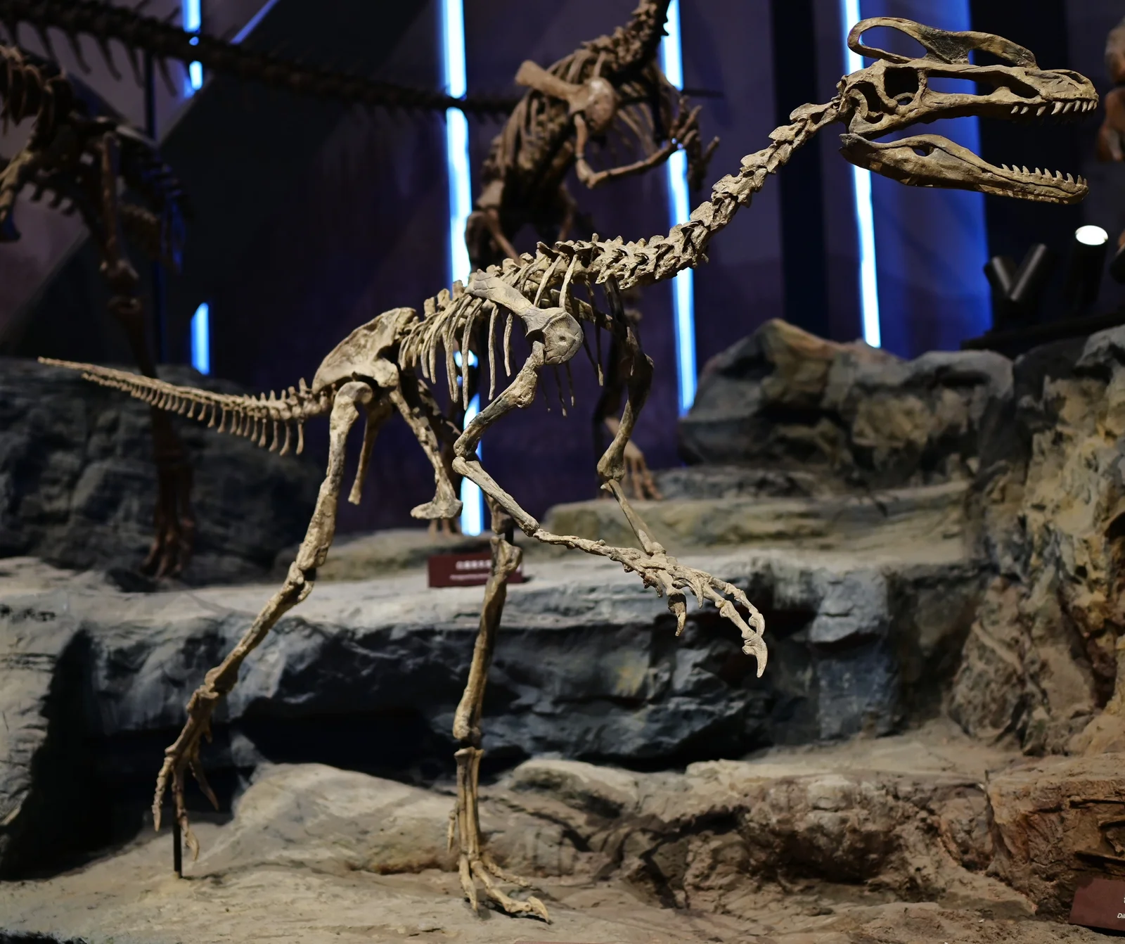Guanlong wucaii