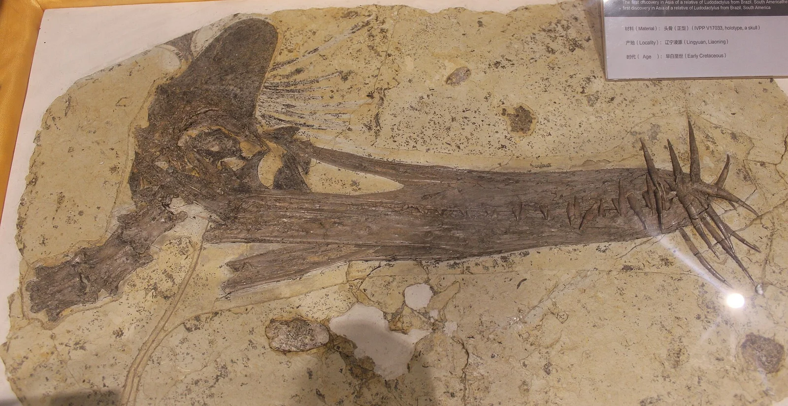 Guidraco venator