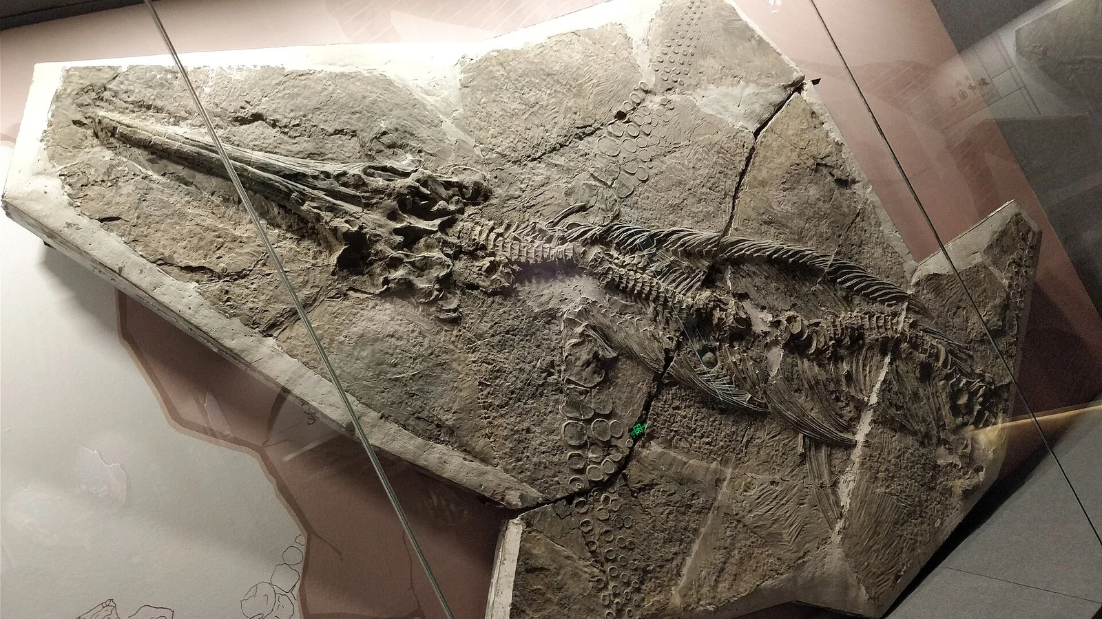 Guizhouichthyosaurus wolonggangense