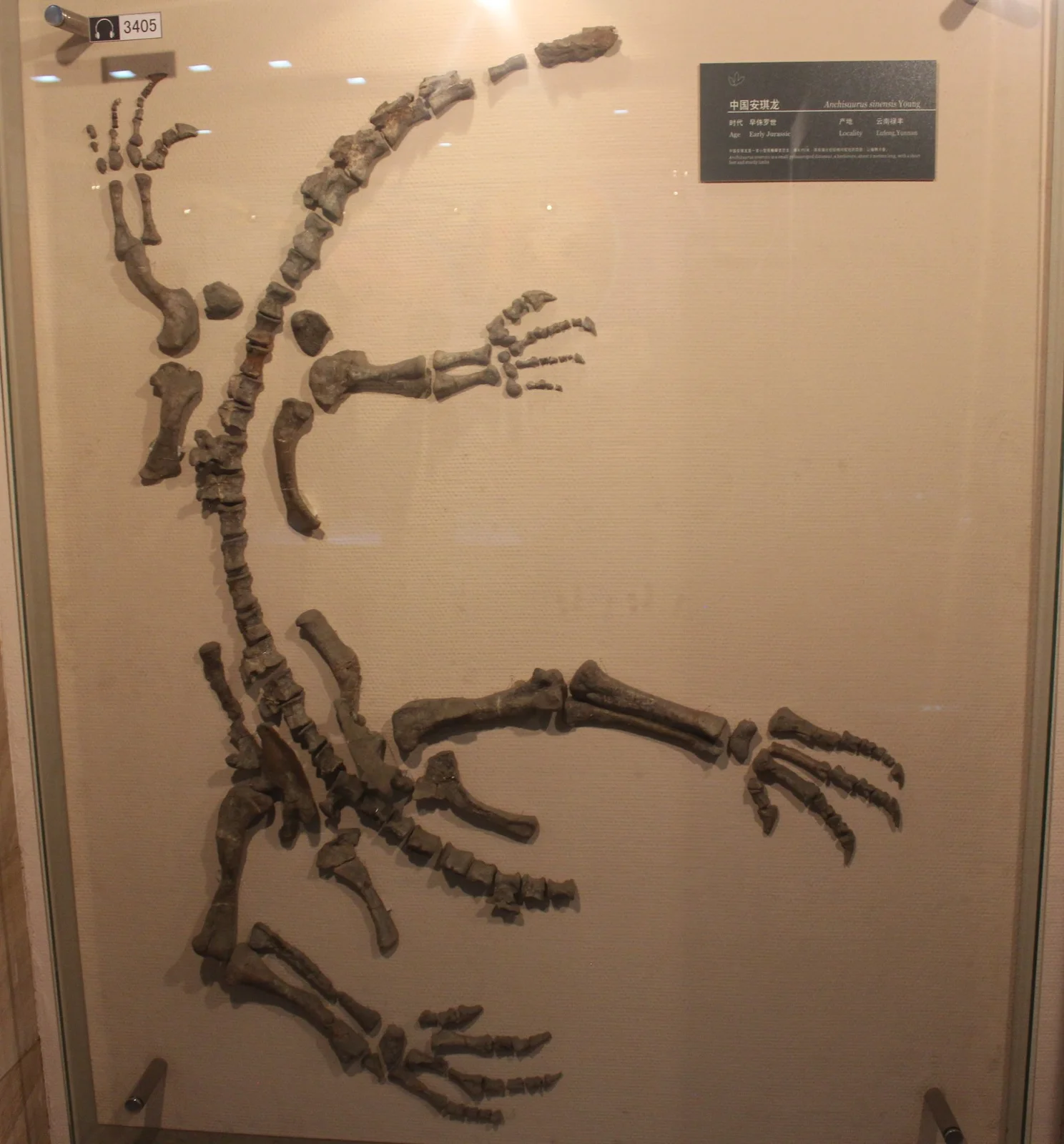 Gyposaurus sinensis