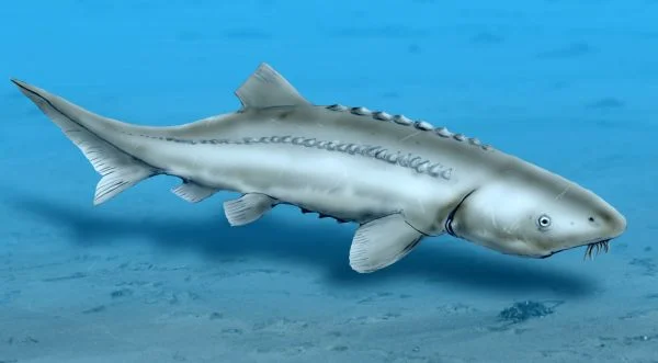 Gyrosteus mirabilis