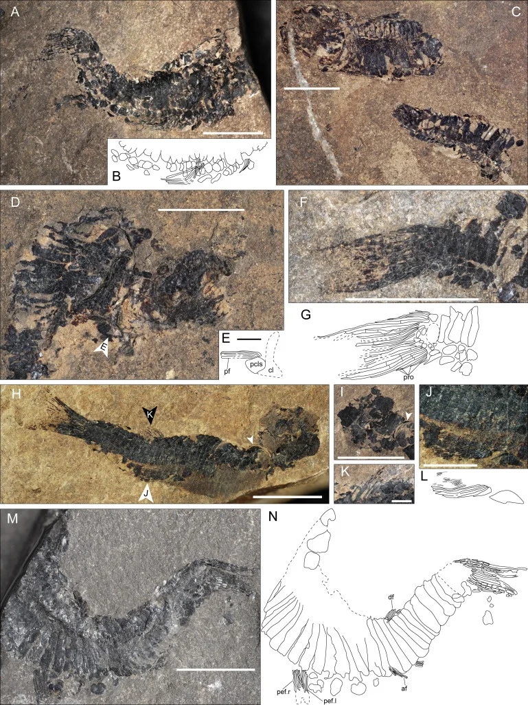 Habroichthys minimus