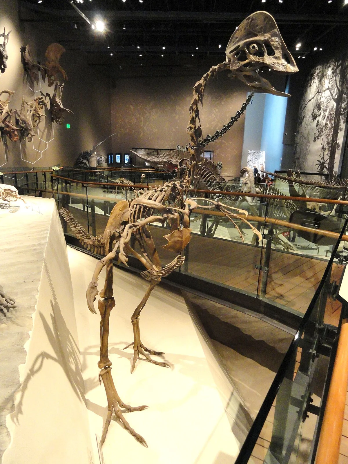 Hagryphus giganteus