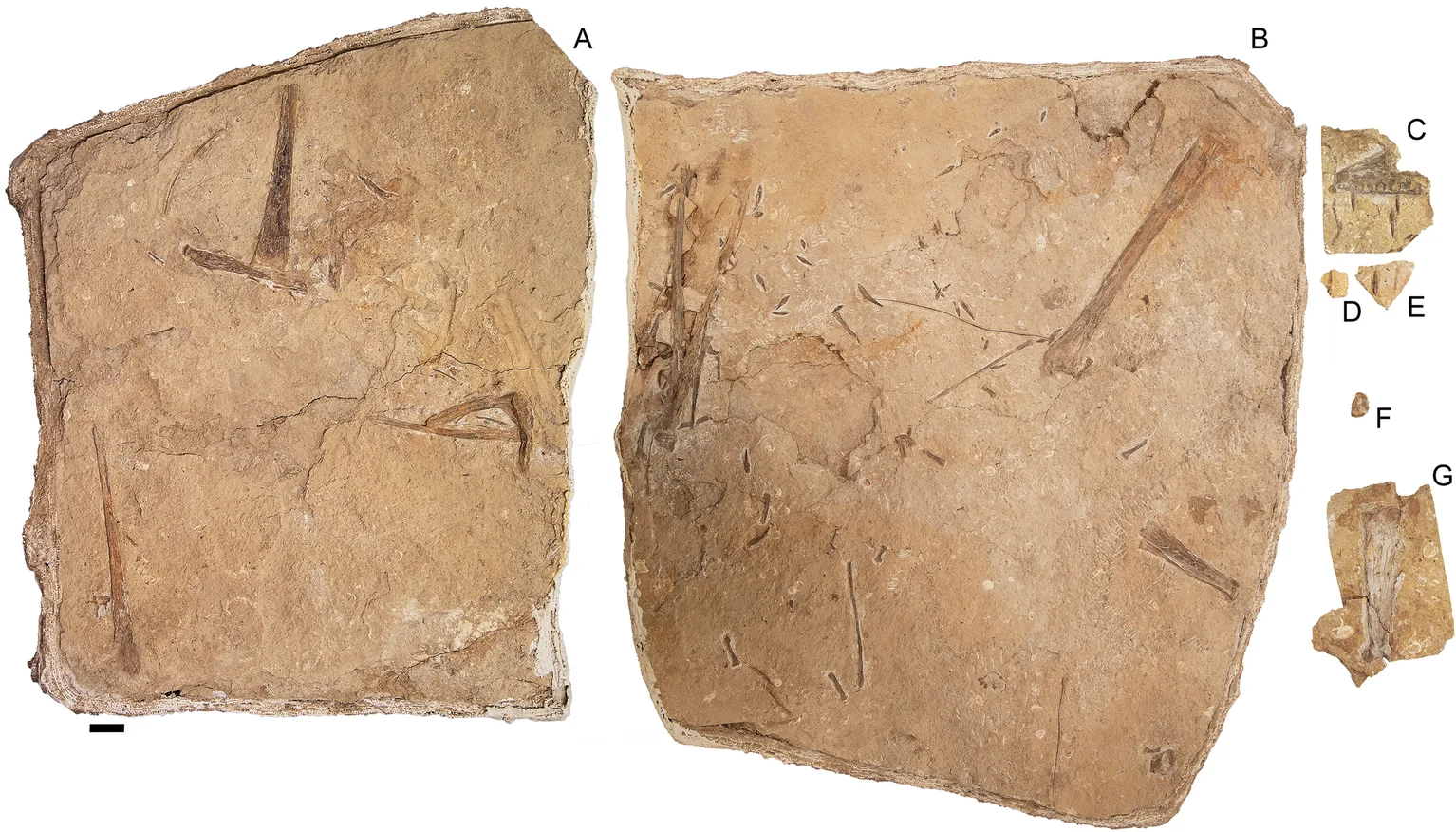 Haliskia peterseni