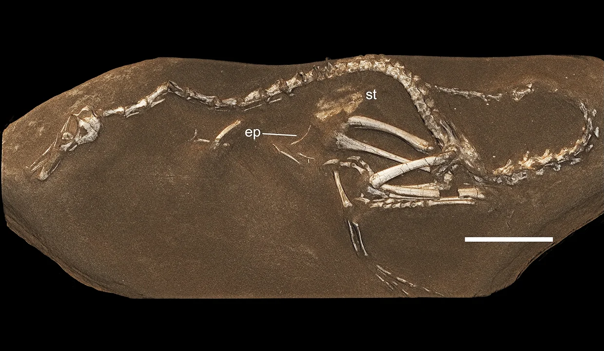 Halszkaraptor escuilliei