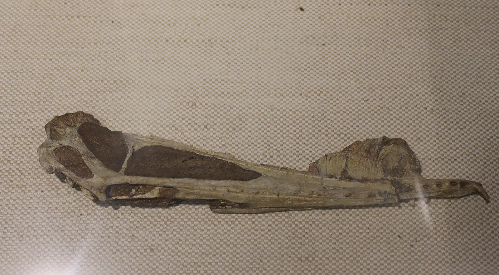 Hamipterus tianshanensis