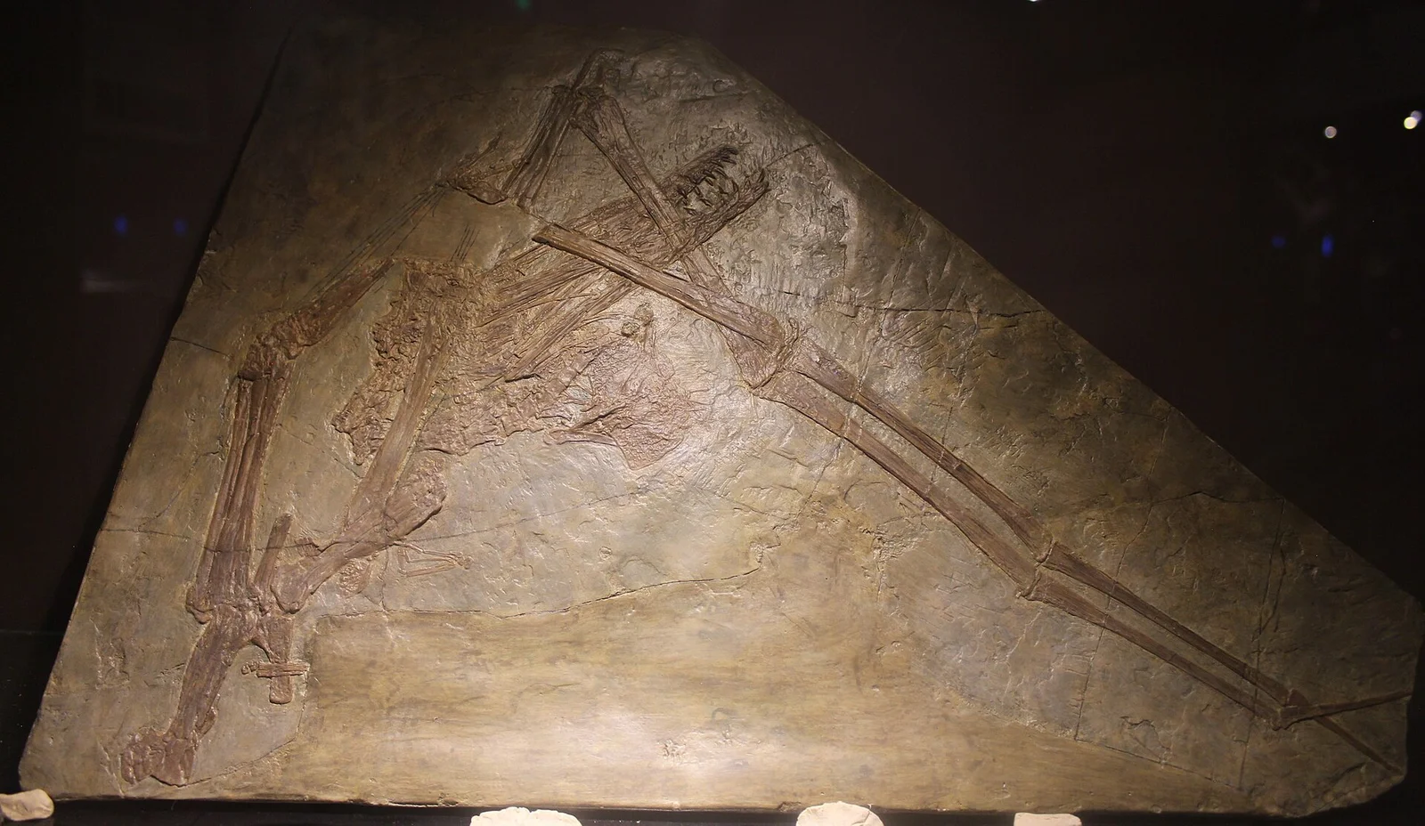 Haopterus gracilis