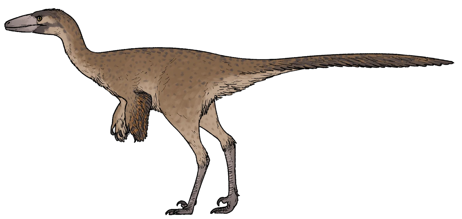 Harenadraco prima