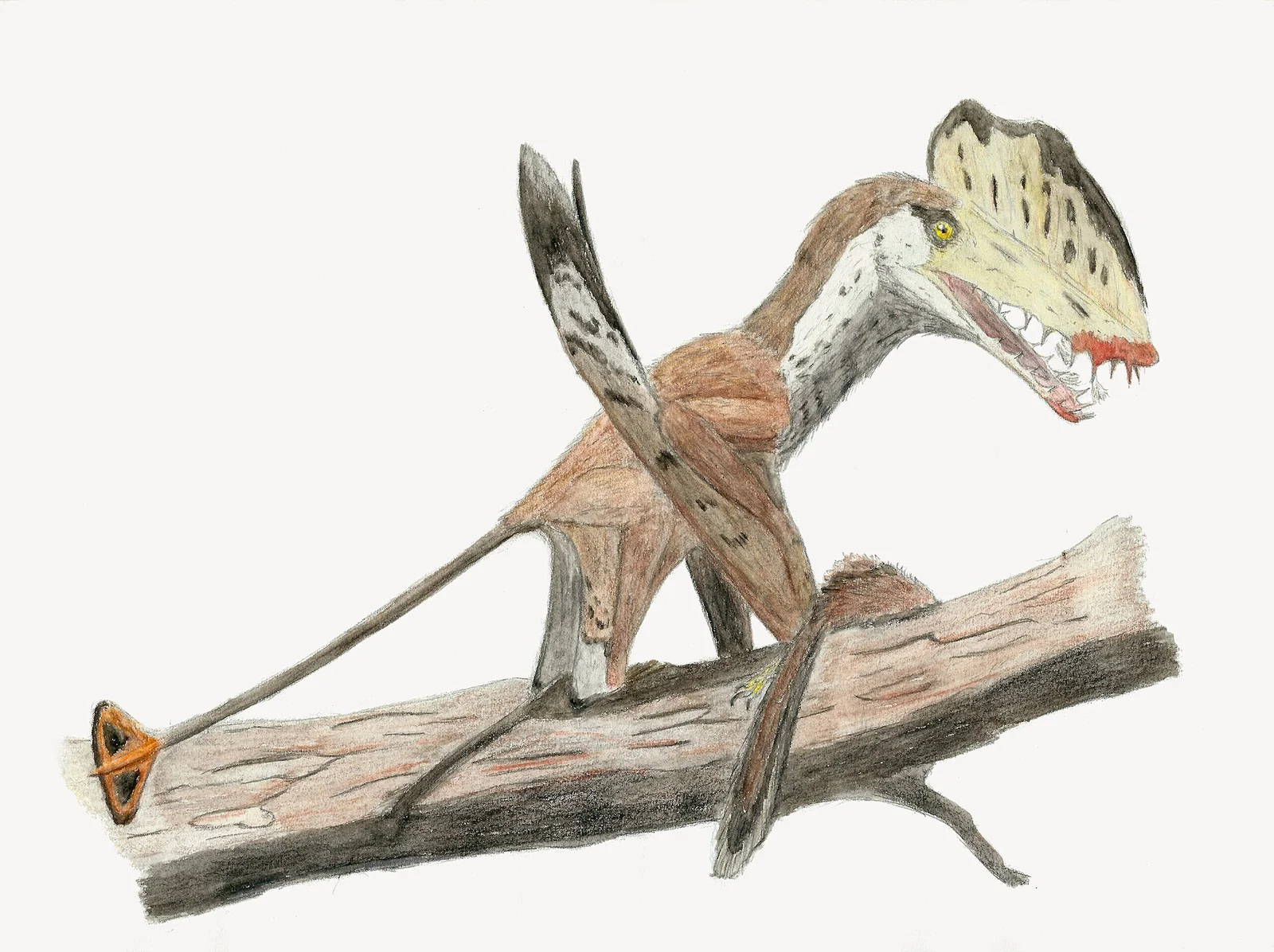Harpactognathus gentryii