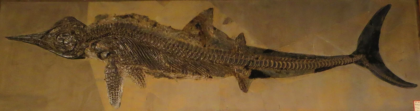 Hauffiopteryx typicus