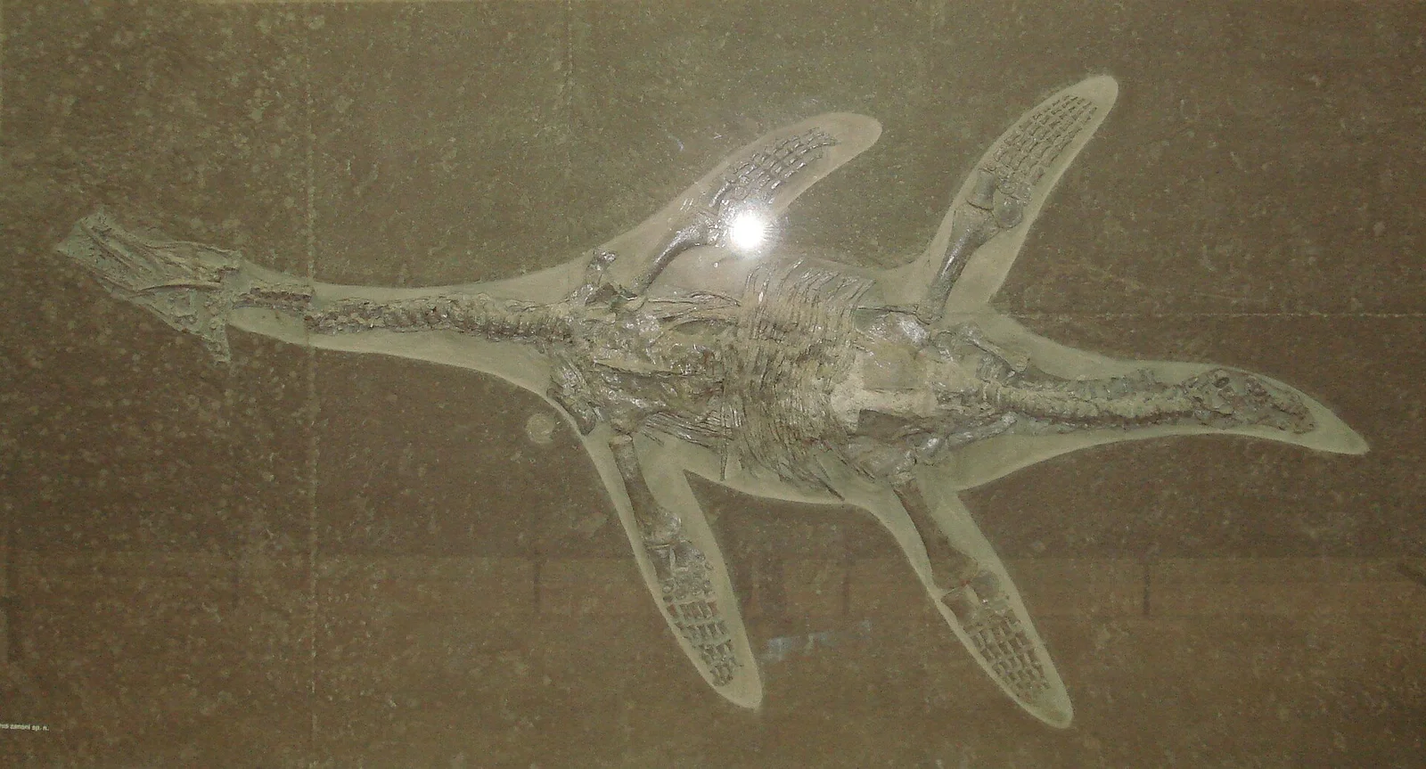 Hauffiosaurus longirostris