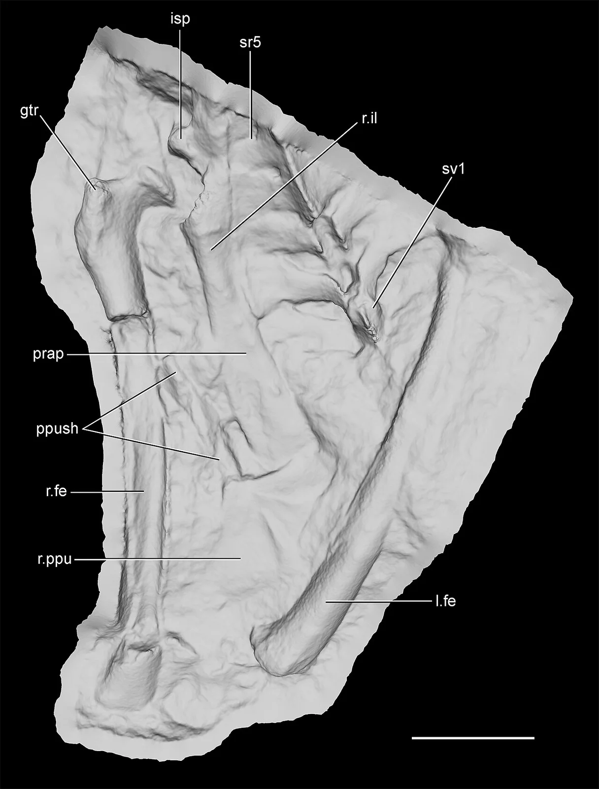 Herbstosaurus pigmaeus