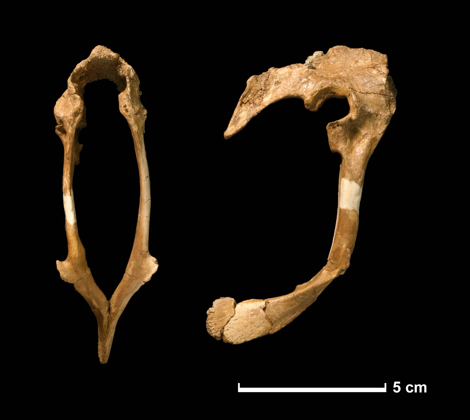 Hesperonychus elizabethae
