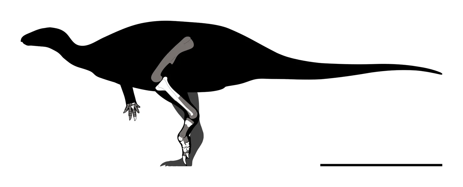 Hesperonyx martinhotomasorum