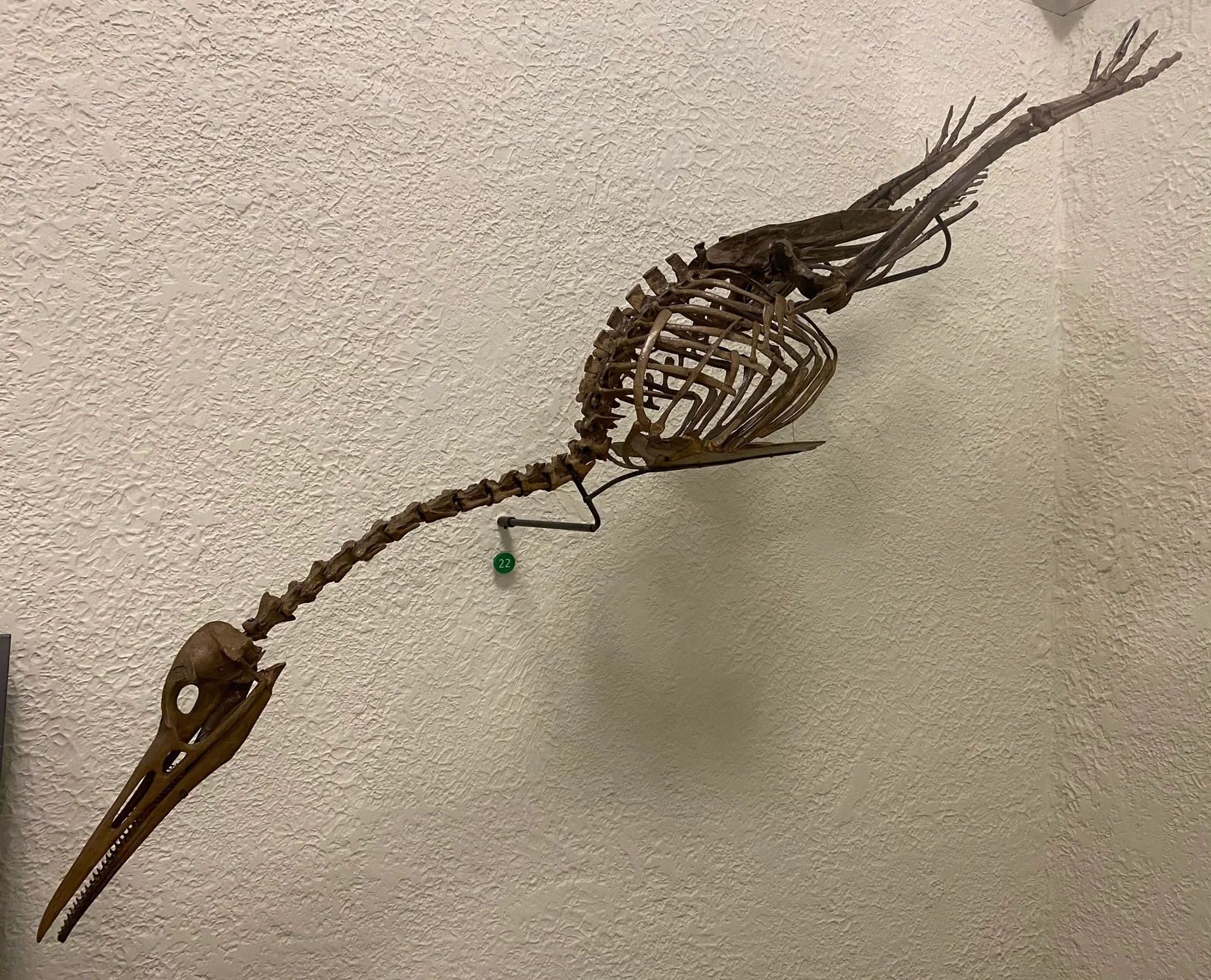 Hesperornis regalis
