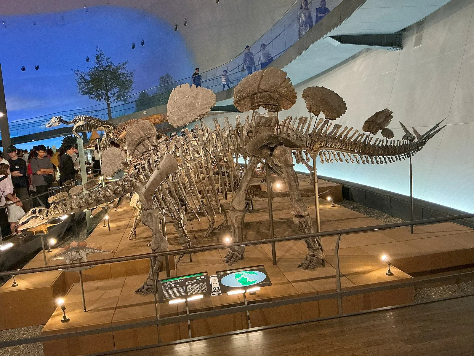 Hesperosaurus mjosi