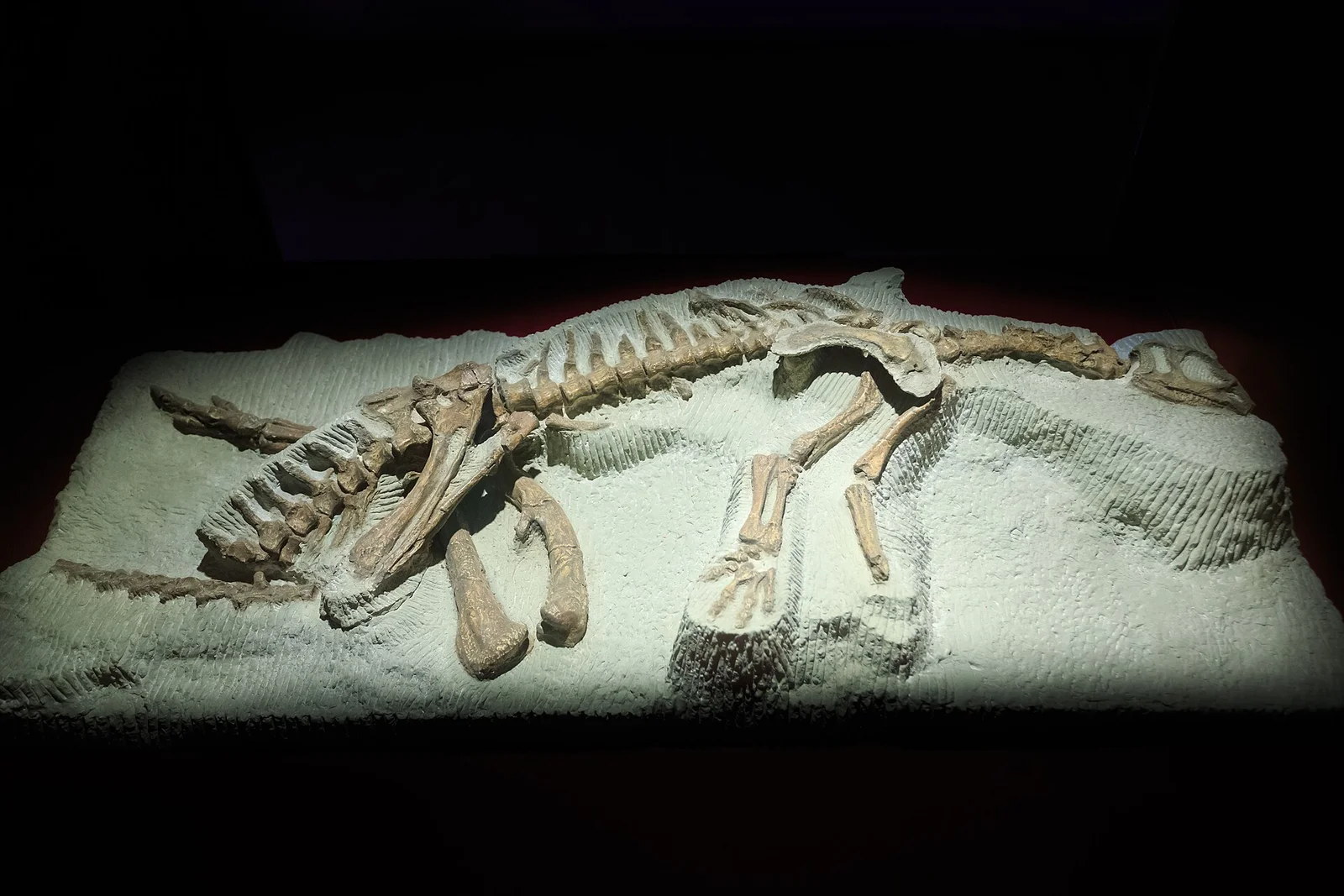 Hexinlusaurus multidens