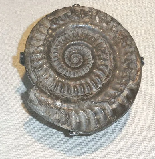 Hildoceras bifrons