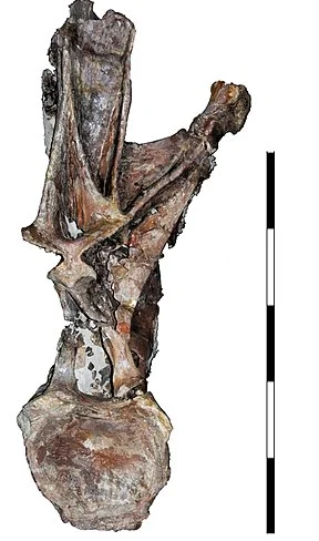 Histriasaurus boscarollii