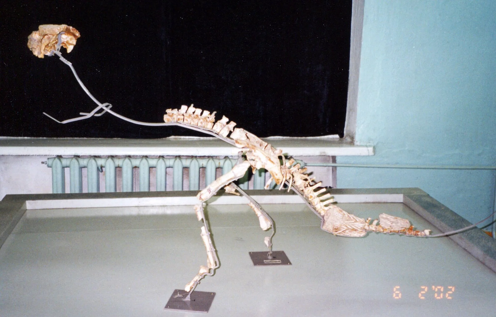 Homalocephale calathocercos