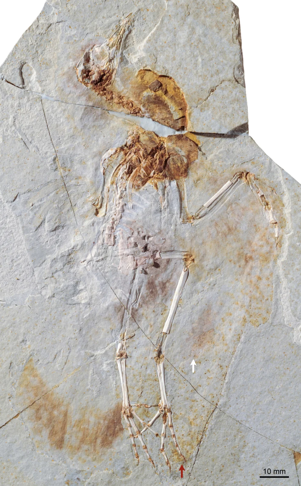 Hongshanornis longicresta