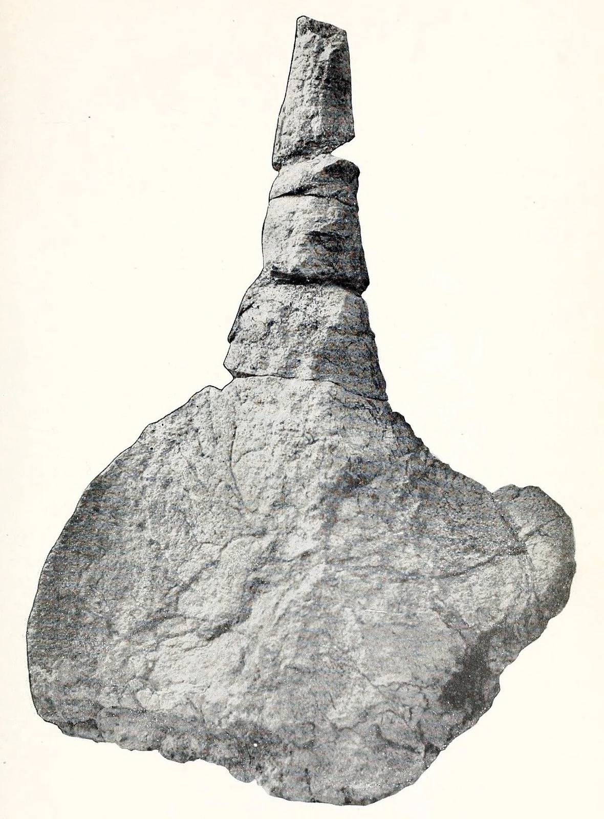 Hoplitosaurus marshi