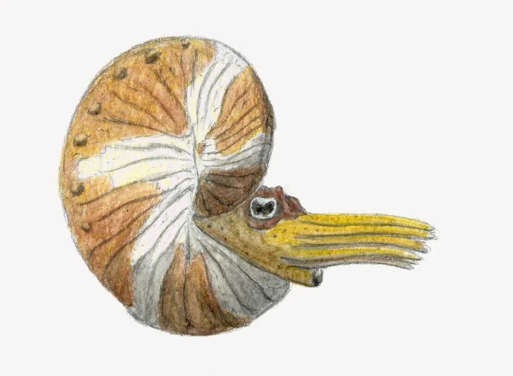 Hoploscaphites comprimus