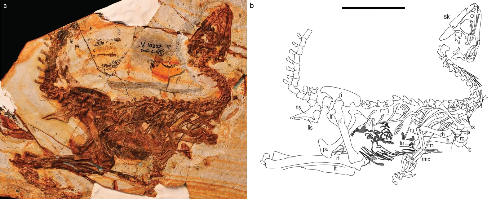 Huadanosaurus sinensis