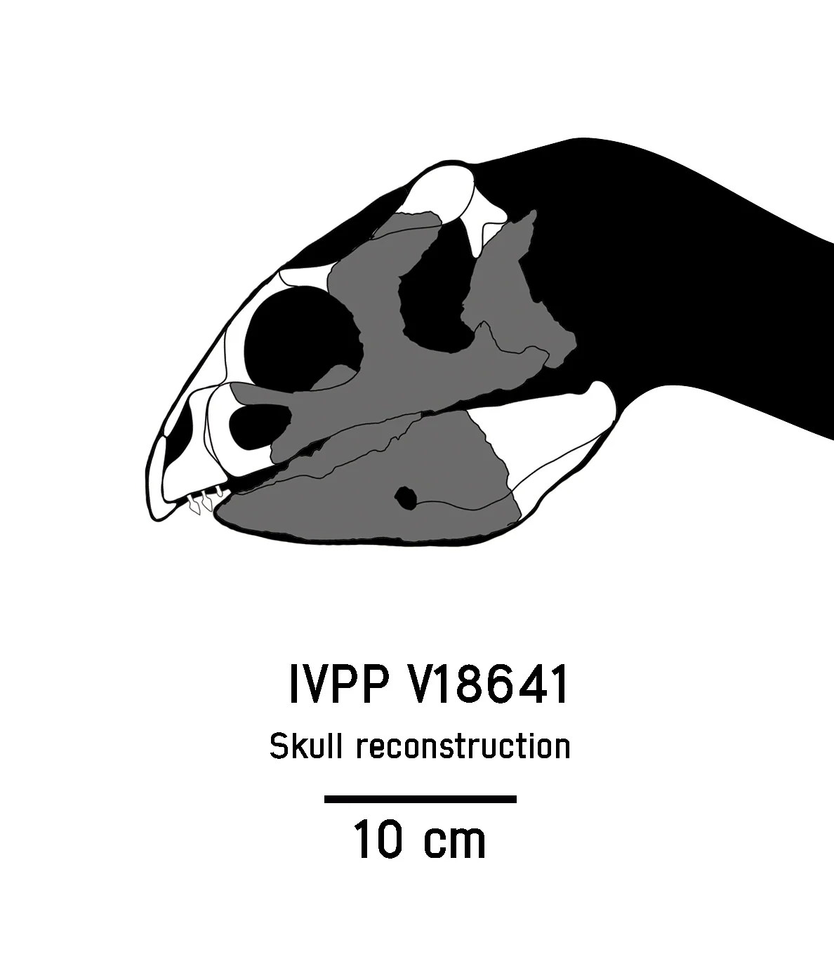 Hualianceratops wucaiwanensis