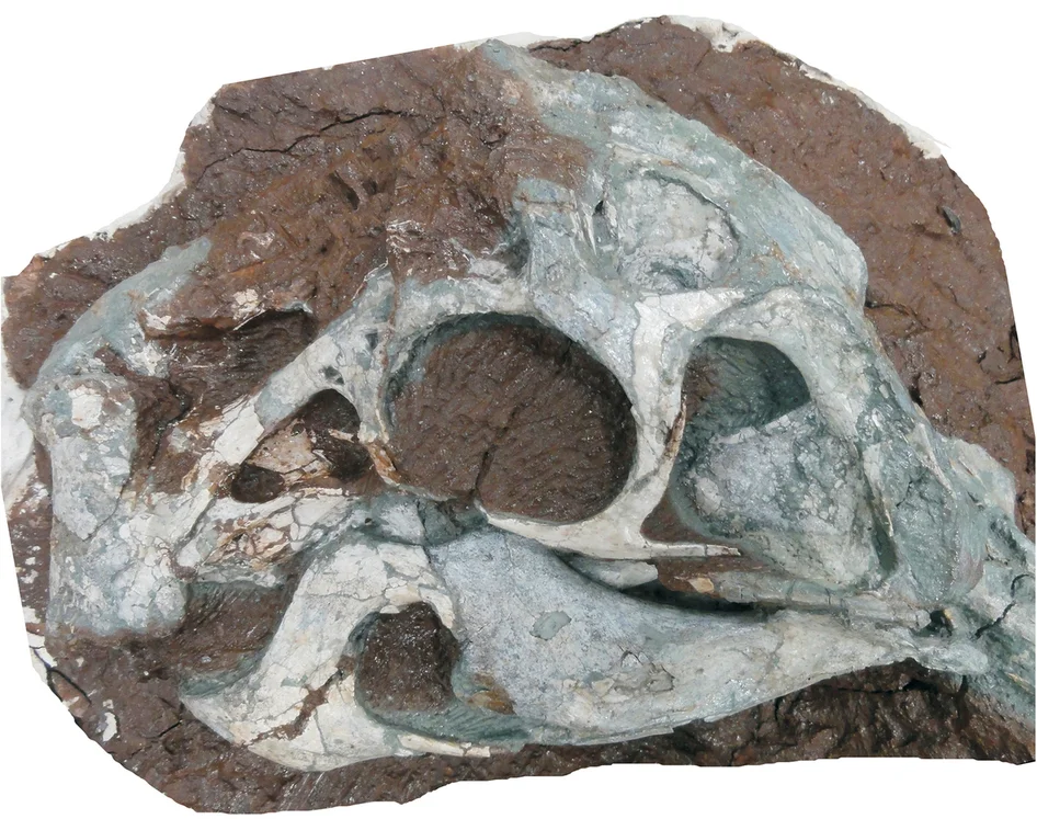 Huanansaurus ganzhouensis