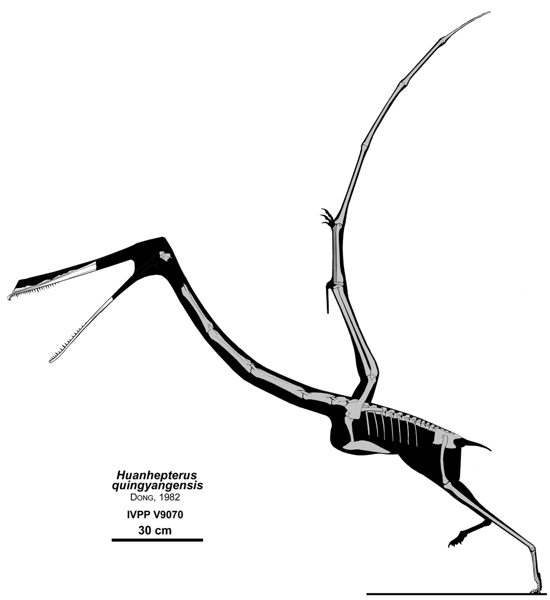 Huanhepterus quingyangensis