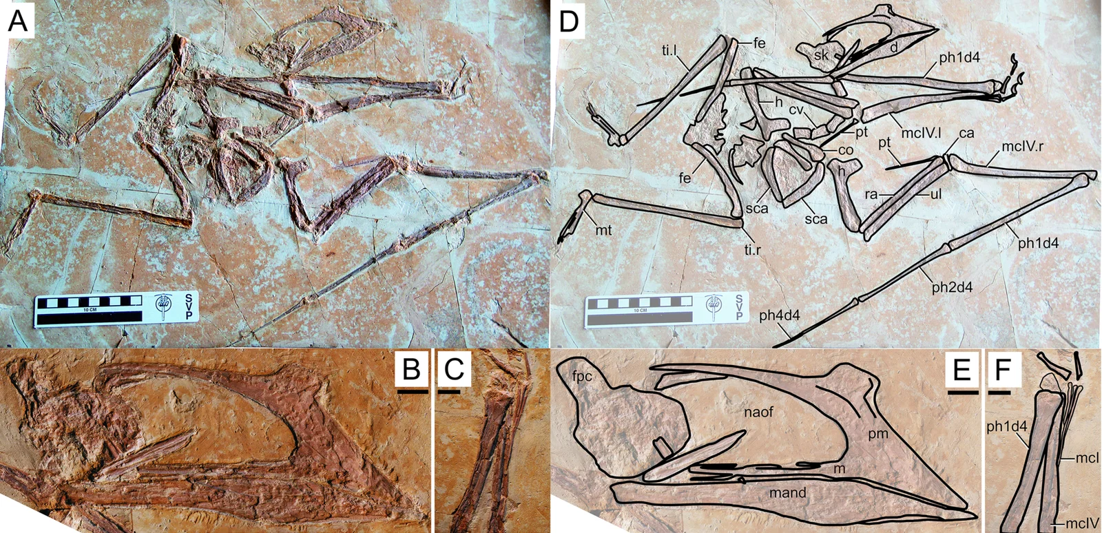 Huaxiapterus benxiensis